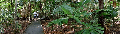 Dubuji Boardwalk at Cape Tribulation